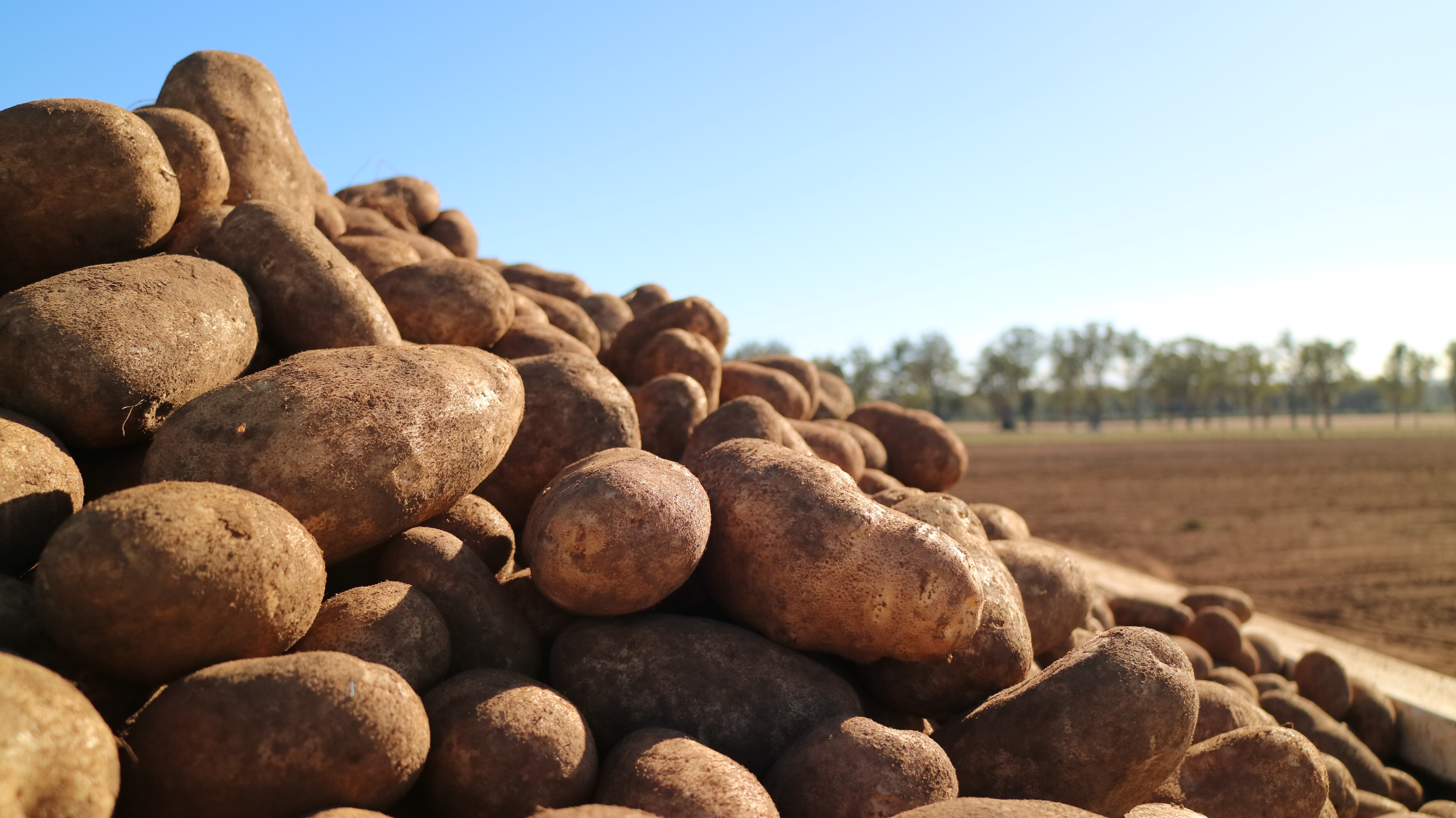 A pile of freshly dug potatoes stacked high with the sun beaming in the background.