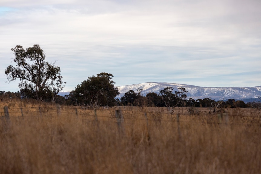Snow on Mountains in background and grassy paddock in foreground