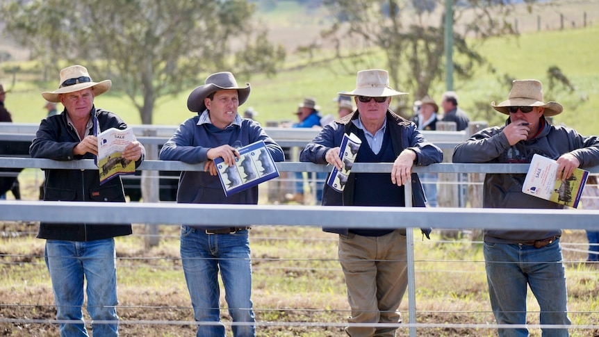 Four farmers leaning on a fence with pamphlets, looking at bulls in a pen.