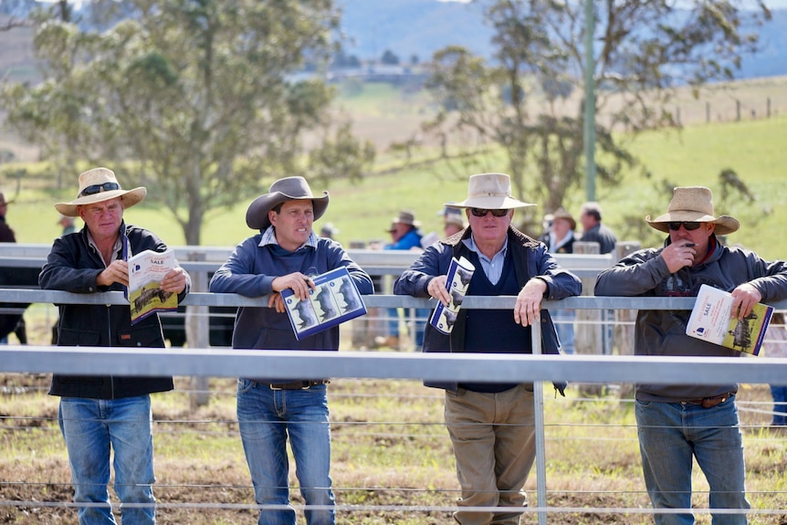 Four farmers leaning on a fence with pamphlets, looking at bulls in a pen.