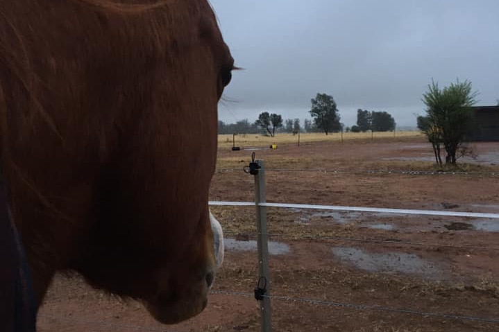 Horse looks out at wet paddock after rain at 'Beralga' west of St George in south-west Queensland.