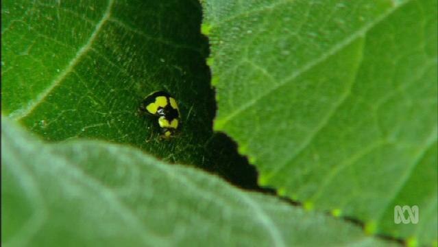 Ladybird hides under a leaf