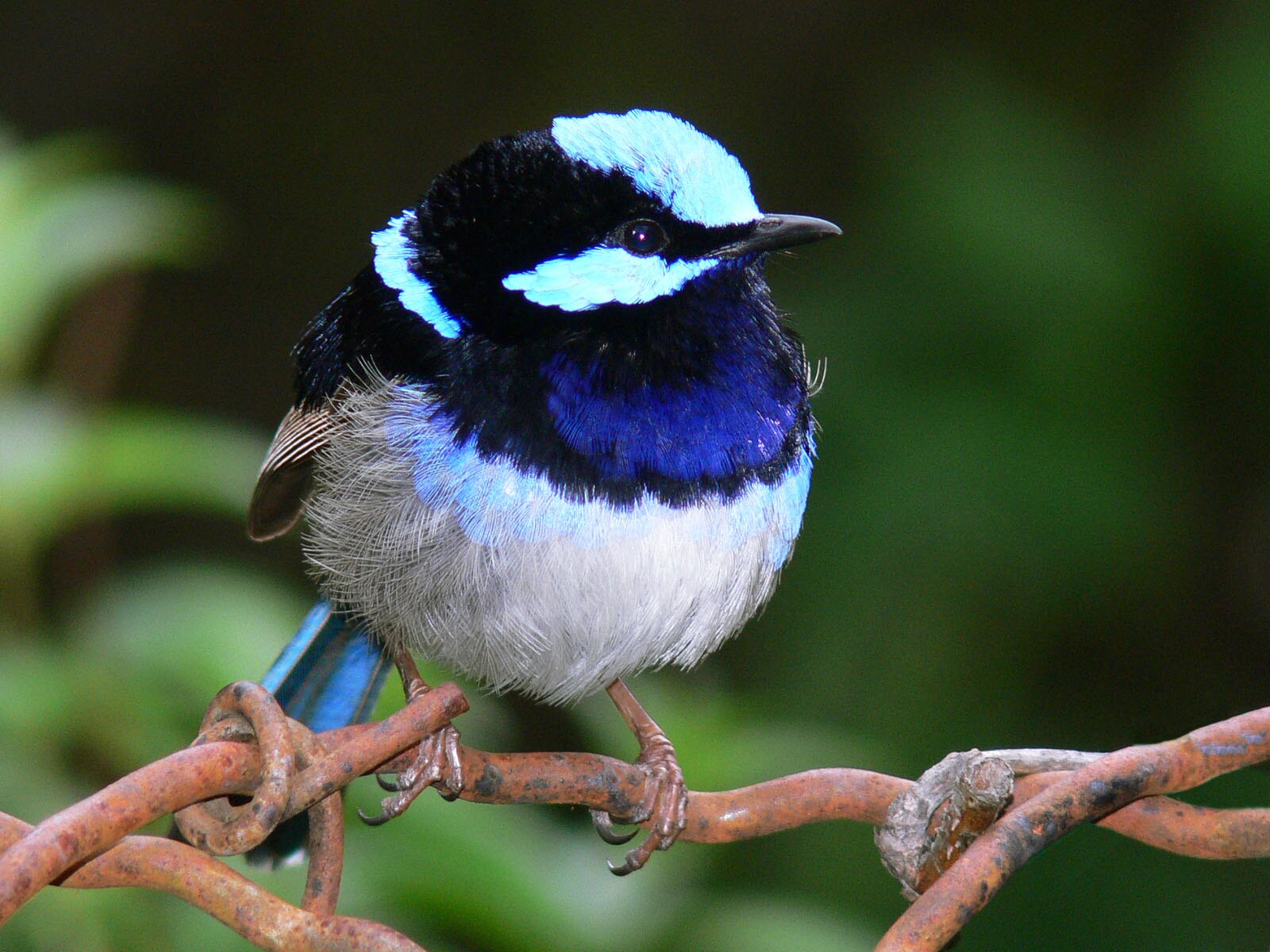 superb fairy-wren