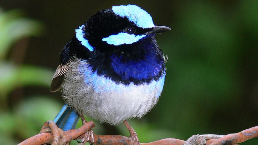 superb fairy-wren