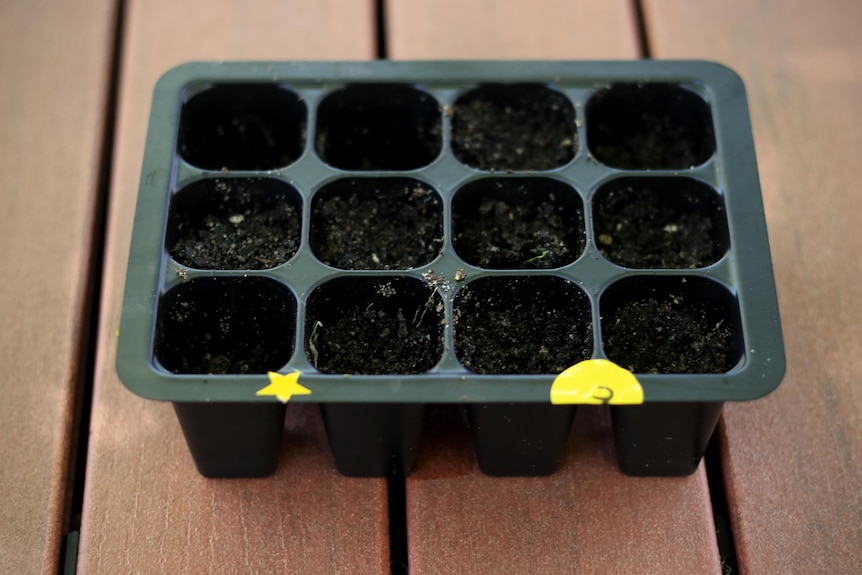 A black seedling pot with 12 wells with soil in them and a star sticker and E sticker on it.