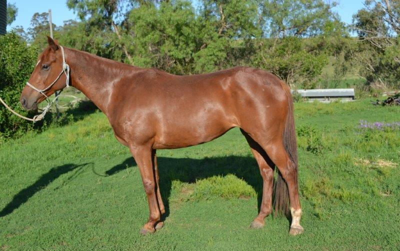 Victoria River Downs 0852 Location ABC News