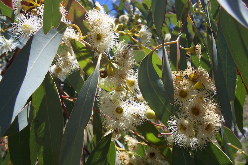 flowers of yellow box eucalyptus 