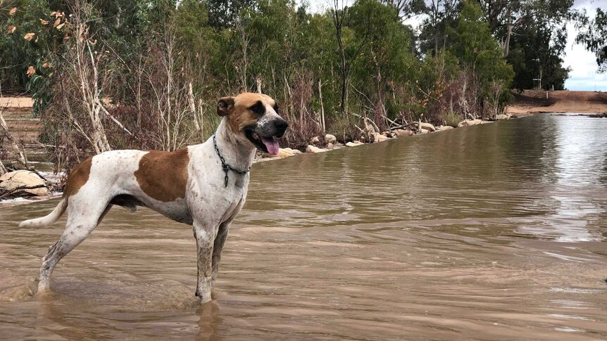 A large brown and white dog with a chain around its neck stands with its paws in shallow floodwater, next to trees.