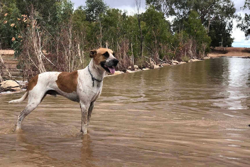 A large brown and white dog with a chain around its neck stands with its paws in shallow floodwater, next to trees.