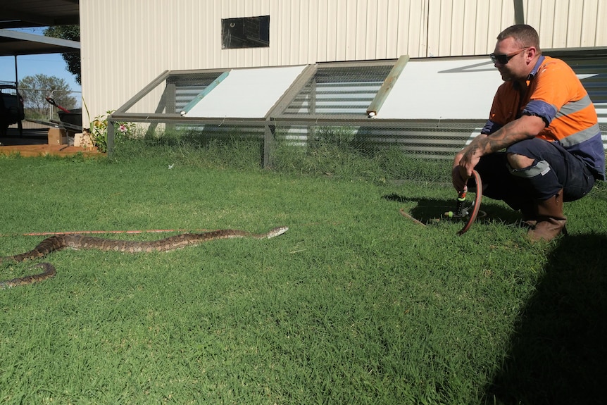 A snake lies in the grass while a man in a high-vis shit crouches near it.
