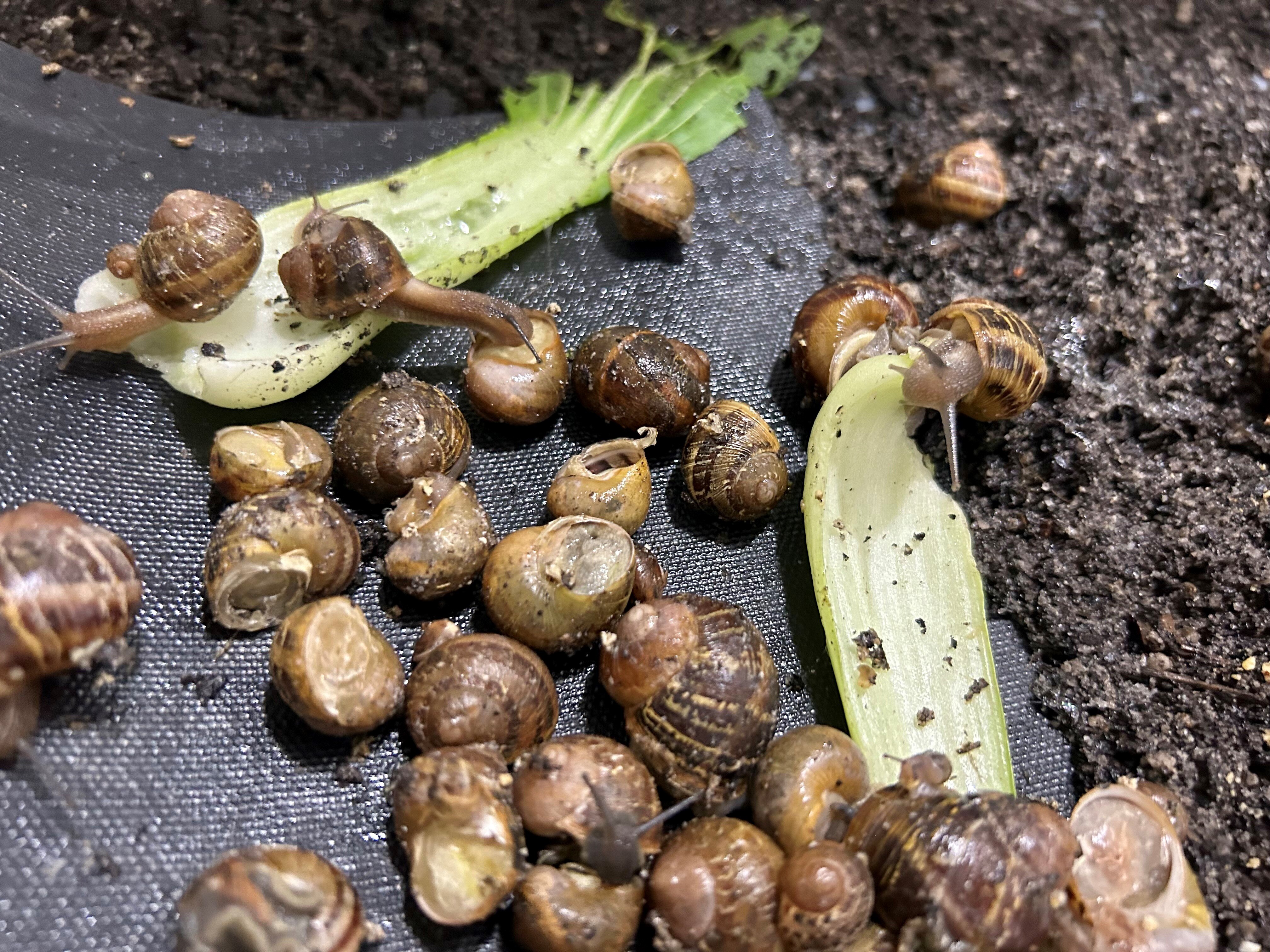 Former police officers-turned-snail producers riding the escargot boom ...