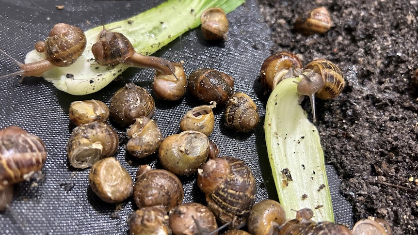 A group of brown snails gather around a few pieces of lettuce.