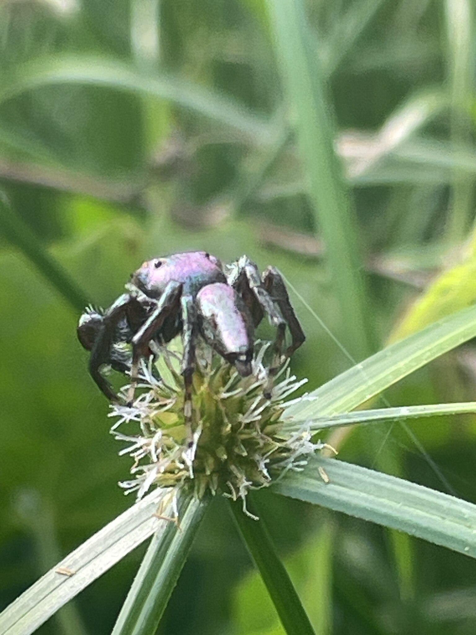 A black spider perched on a green flower-head from behind.