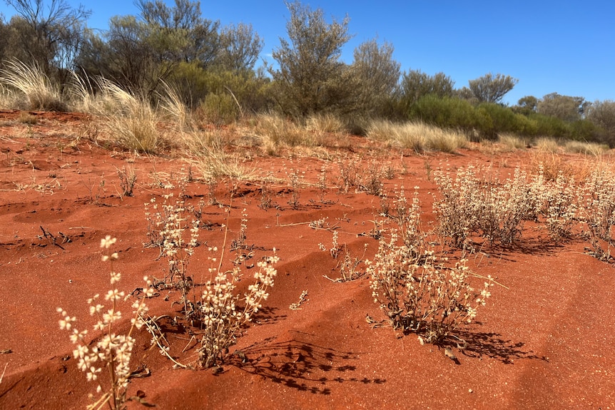 Small shrubs planted in red dirt.