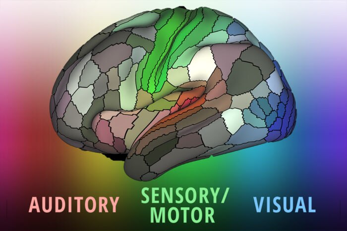 A new detailed brain map by researchers at Washington University School of Medicine