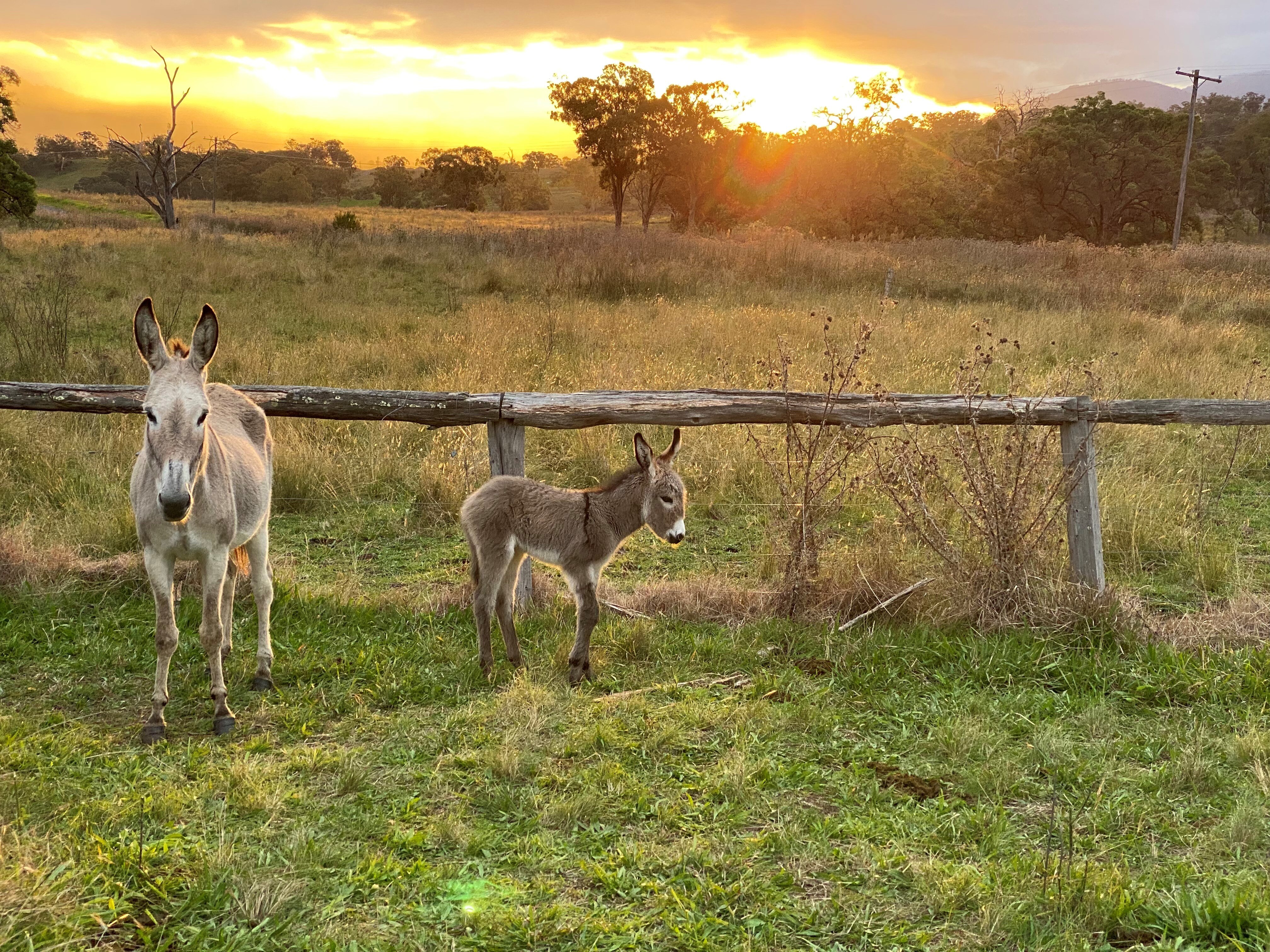 A donkey and his foal soak up a sunset.