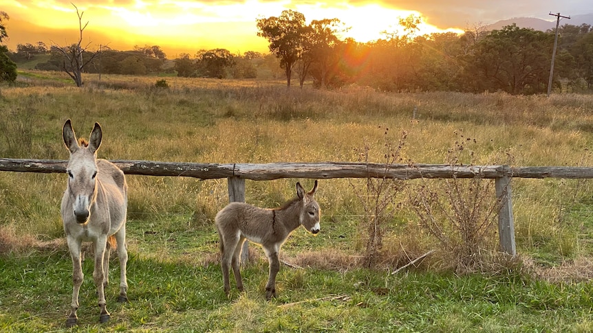 A donkey and its foal soak up a sunset.