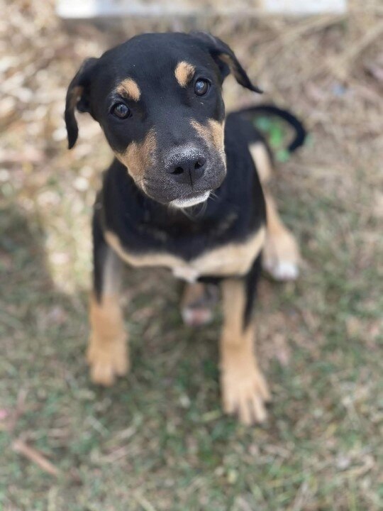 No Kill Shelter Rescues And Rehomes Pets By Shipping Them Interstate To Adoptive Families Abc News