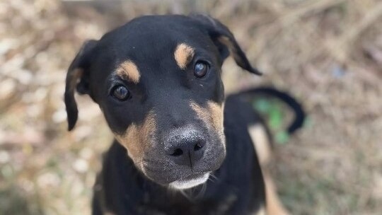 A black and tan puppy looks up longingly to the camera 
