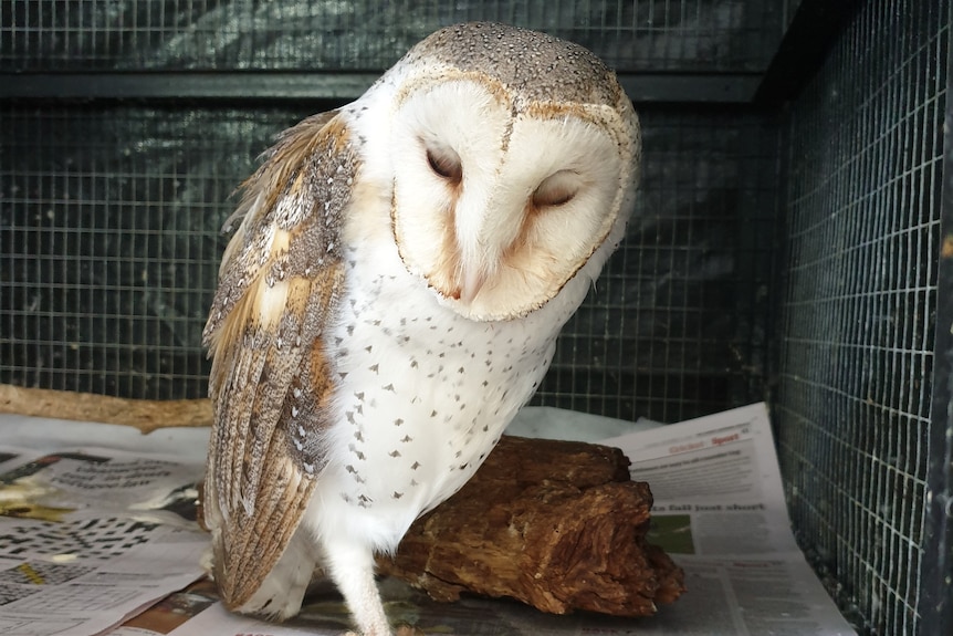 A large owl with a white face and chest and speckled brown feathers, with its eyes closed.