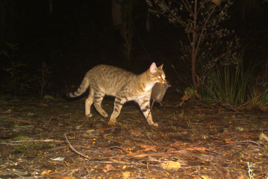 A night time photo of a feral cat walking on a bush track with a rat in its mouth