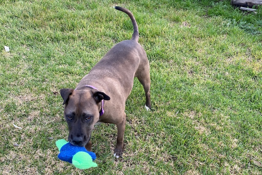 Maisie, a three-year-old staffy plays with a toy in her backyard.