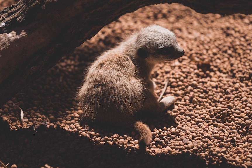 Infant meerkat at Perth zoo