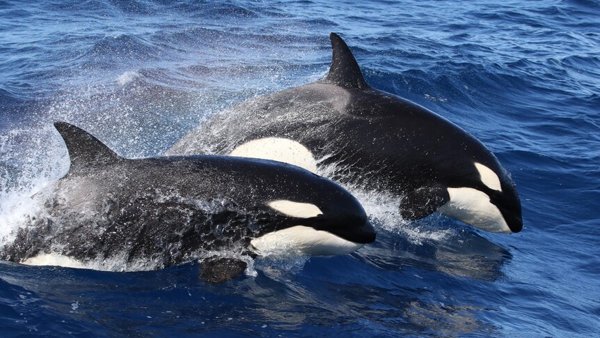 Two killer whales breaching the water