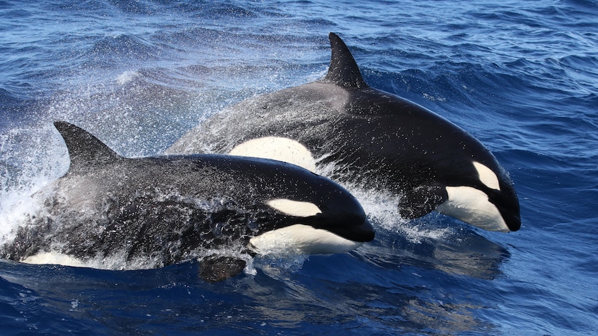 Two killer whales breaching the water