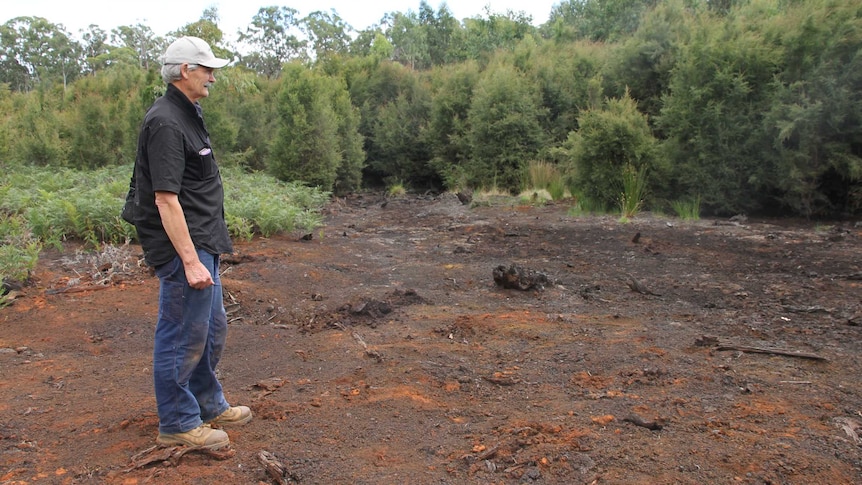 A man stands in a burnt out patch of dirt that used to be a swamp. It's surrounded by small young trees and bracken ferns.