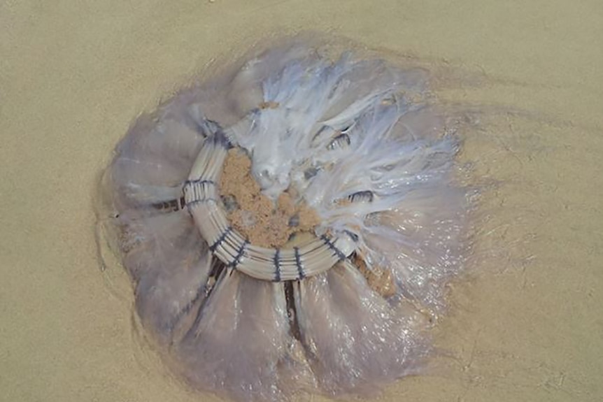 A giant stinging jellyfish which washed up at Tallebudgera beach, Gold Coast
