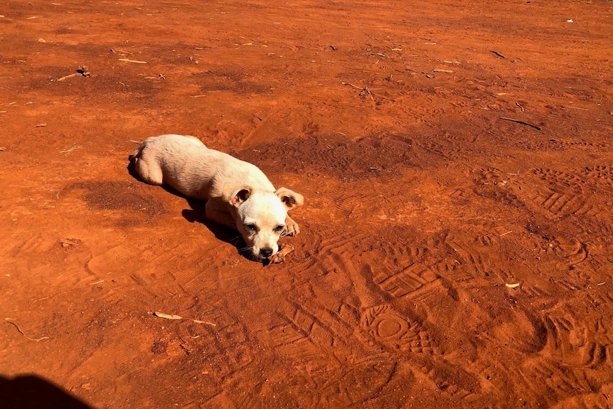 A small white dog lying on the red dirt.