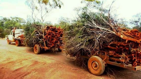 A ute towing two trailers piled with sandalwood trees.