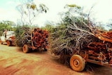 A ute towing two trailers piled with sandalwood trees.