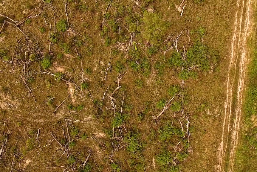 Trees laying knocked down in a paddock 