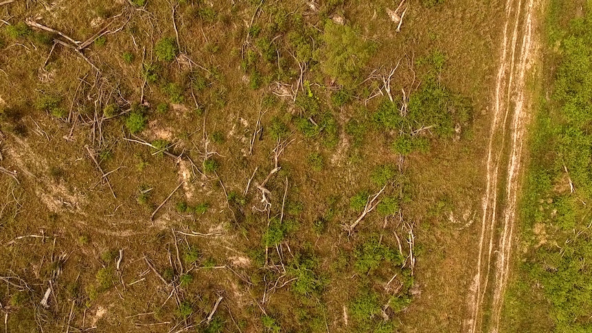 Trees laying knocked down in a paddock 