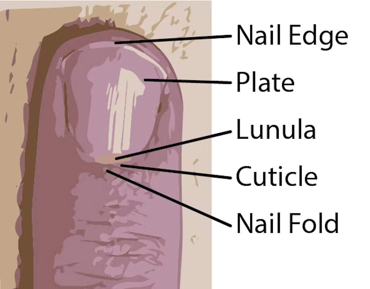 An illustration of a finger tip with labels pointing to the nail edge, plate, lunula, cuticle and nail fold