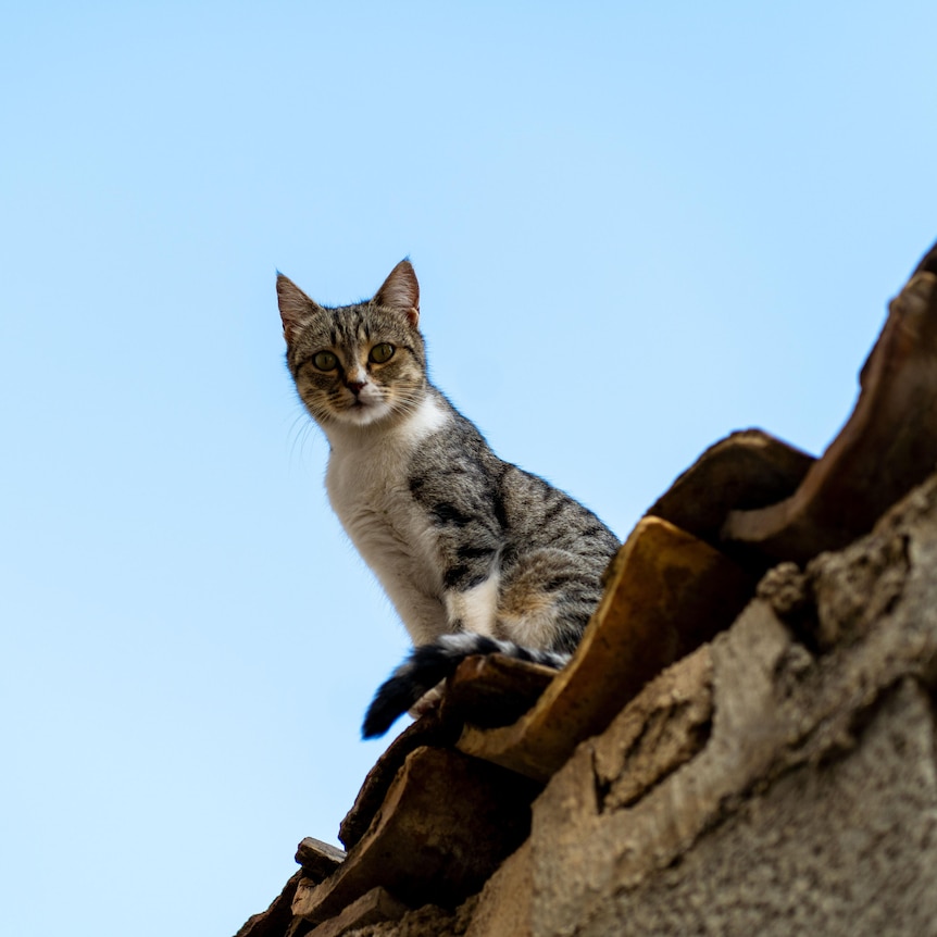  Cat on a roof.