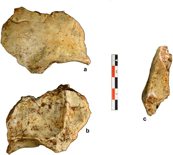 Fossils from Tam Pà Ling cave