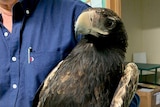 A wedge-tailed eagle is cradled in a man's arms.