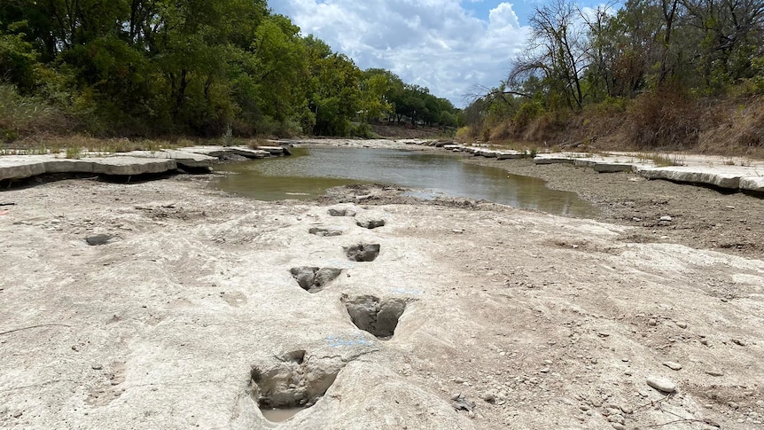 Dinosaur tracks stretch along the bottom of a dried-out river