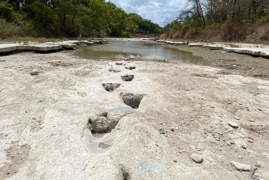 Dinosaur tracks stretch along the bottom of a dried-out river