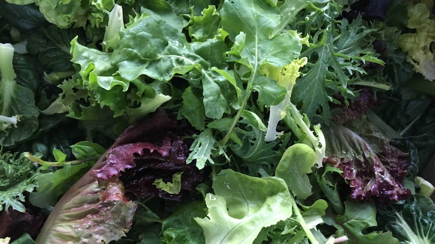 Close up on an assortment of different lettuce leaves.