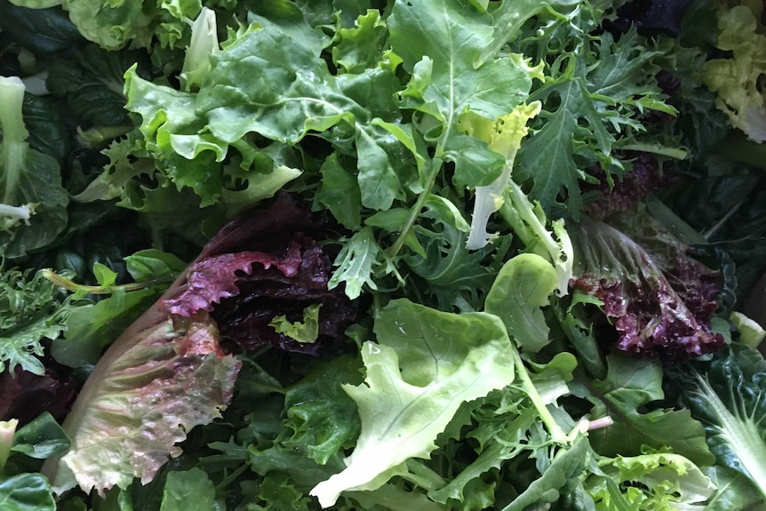 Close up on an assortment of different lettuce leaves.