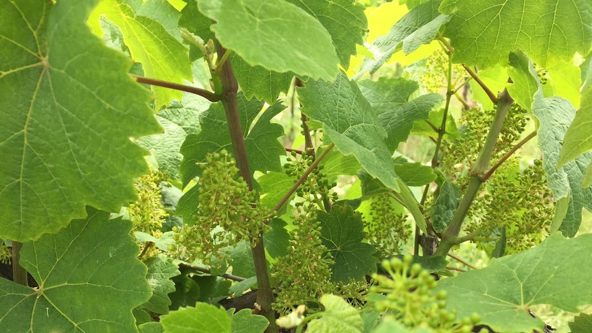Small flowers nestled among leaves on a Riesling vine