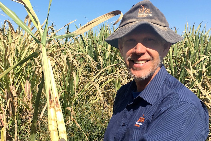 A researchers holds a split stalk of cane in a cane field