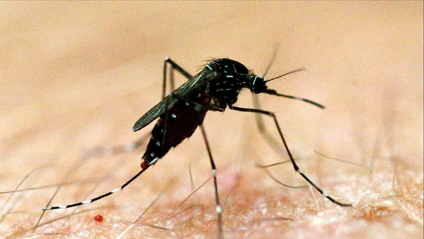Dengue fever is transmitted by mosquitoes.