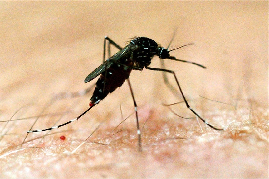 Australian mosquito on arm