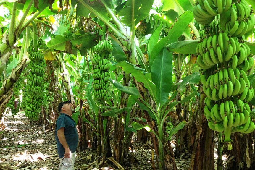 A man checks bananas hanging, green, from enormous bunches among rows of trees on a farm.