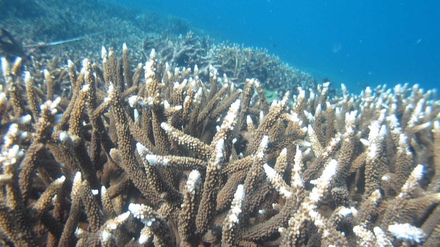 Healthy Acropora branching coral